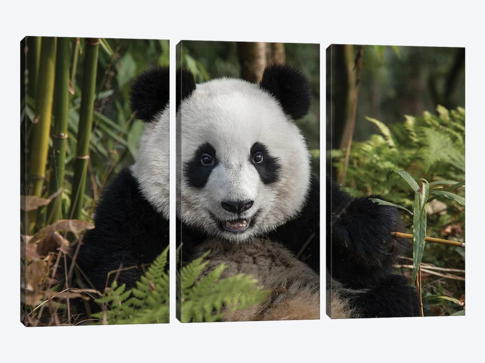 Portrait Of Young Giant Panda, China, Chengdu, Chengdu Panda Base. by Jaynes Gallery 3-piece Canvas Art