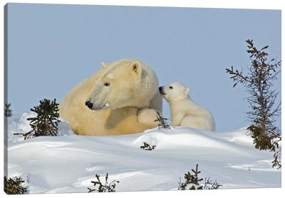 Polar Bear Cub Trying To Get Mother's Attention, Canada, Manitoba, Wapusk National Park. Canvas Art Print - Polar Bear Art