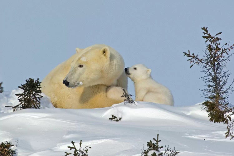 Polar Bear Cub Trying To Get Mother's Attention, Canada, Manitoba, Wapusk National Park.