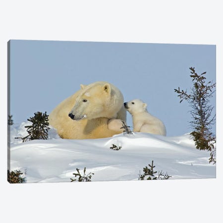 Polar Bear Cub Trying To Get Mother's Attention, Canada, Manitoba, Wapusk National Park. Canvas Print #JYG215} by Jaynes Gallery Art Print