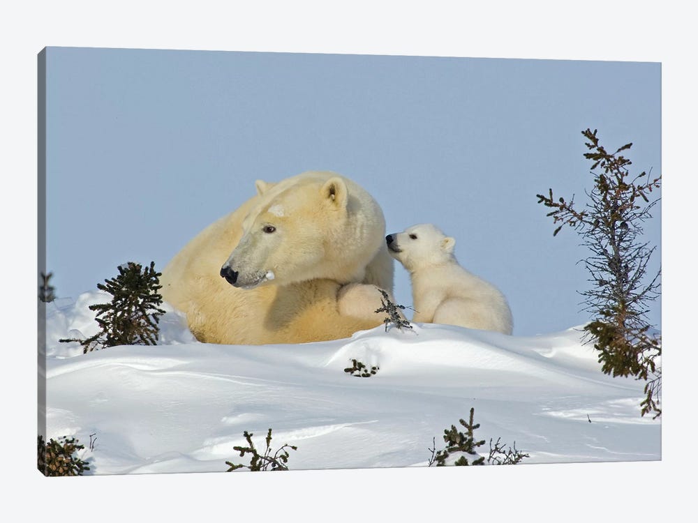 Polar Bear Cub Trying To Get Mother's Attention, Canada, Manitoba, Wapusk National Park. by Jaynes Gallery 1-piece Canvas Art Print