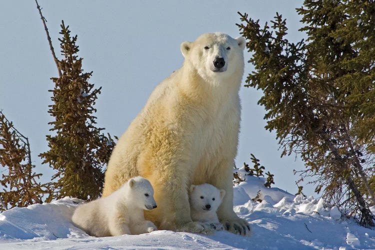 Polar Bear Cubs Being Protected By Mother, Canada, Manitoba, Wapusk National Park.