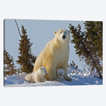 Polar Bear Cubs Being Protected By Mother, Canada, Manitoba, Wapusk National Park. Canvas Print #JYG216} by Jaynes Gallery Art Print