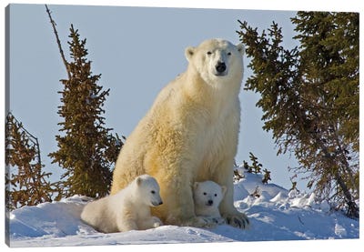 Polar Bear Cubs Being Protected By Mother, Canada, Manitoba, Wapusk National Park. Canvas Art Print - Polar Bear Art