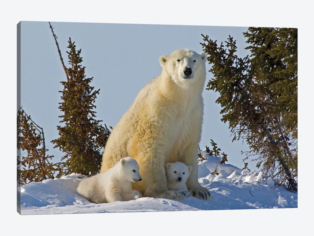 Polar Bear Cubs Being Protected By Mother, Canada, Manitoba, Wapusk National Park. by Jaynes Gallery 1-piece Canvas Wall Art