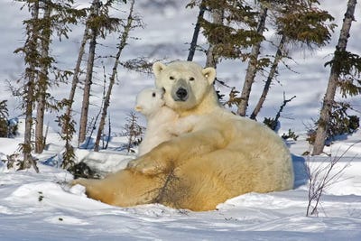 Polar Bear Cub Playing With A Watchful Mother, Canada, Manitoba, Wapusk National Park. by Jaynes Gallery art print