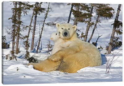 Polar Bear Cub Playing With A Watchful Mother, Canada, Manitoba, Wapusk National Park. Canvas Art Print - Polar Bear Art