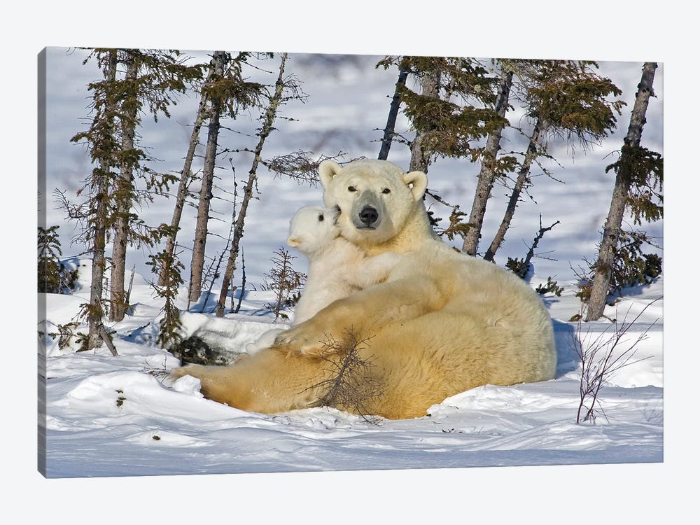 Polar Bear Cub Playing With A Watchful Mother, Canada, Manitoba, Wapusk National Park. by Jaynes Gallery 1-piece Canvas Print