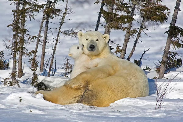 Polar Bears: Polar Bear Cub Playing With A Watchful Mother, Canada, Manitoba, Wapusk National Park. by Jaynes Gallery