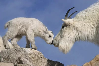 Mountain Goat Mother And Newborn Kid Greeting, USA, Colorado, Mount Evans. by Jaynes Gallery acrylic art print