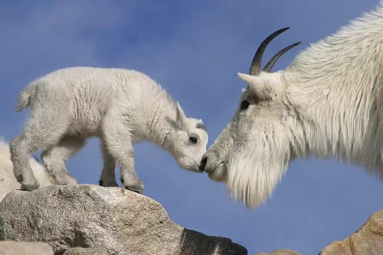 Mountain Goat Mother And Newborn Kid Greeting, USA, Colorado, Mount Evans.