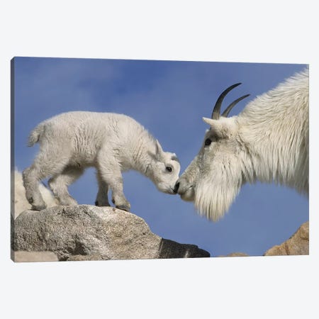 Mountain Goat Mother And Newborn Kid Greeting, USA, Colorado, Mount Evans. Canvas Print #JYG218} by Jaynes Gallery Canvas Art