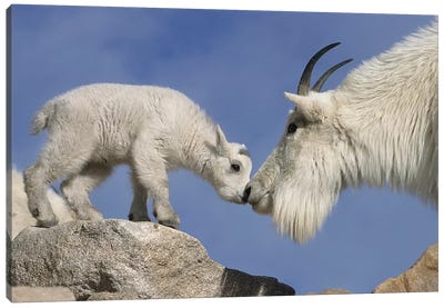 Mountain Goat Mother And Newborn Kid Greeting, USA, Colorado, Mount Evans. Canvas Art Print - Goat Art