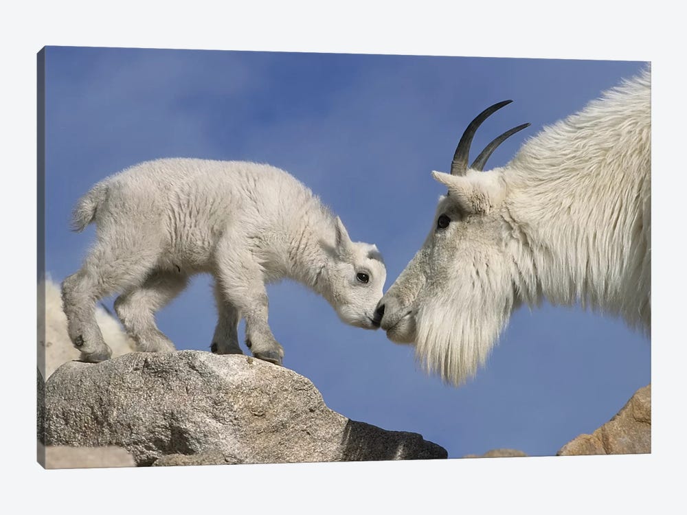 Mountain Goat Mother And Newborn Kid Greeting, USA, Colorado, Mount Evans. by Jaynes Gallery 1-piece Canvas Artwork