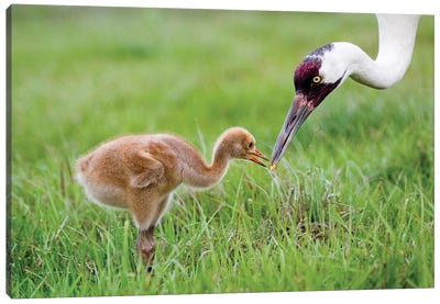 Whooping Crane Parent Feeds Morsel To Chick, USA, Florida, Lake Kissimmee. Canvas Art Print
