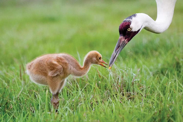 Whooping Crane Parent Feeds Morsel To Chick, USA, Florida, Lake Kissimmee.