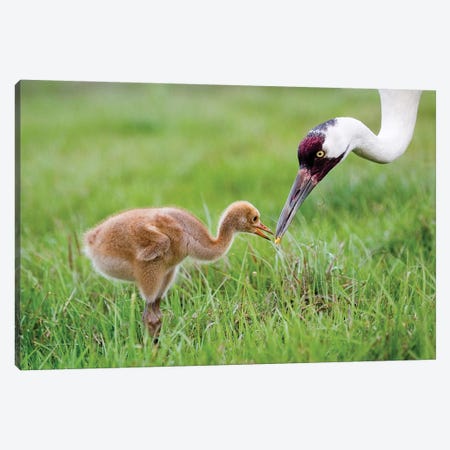 Whooping Crane Parent Feeds Morsel To Chick, USA, Florida, Lake Kissimmee. Canvas Print #JYG219} by Jaynes Gallery Canvas Wall Art