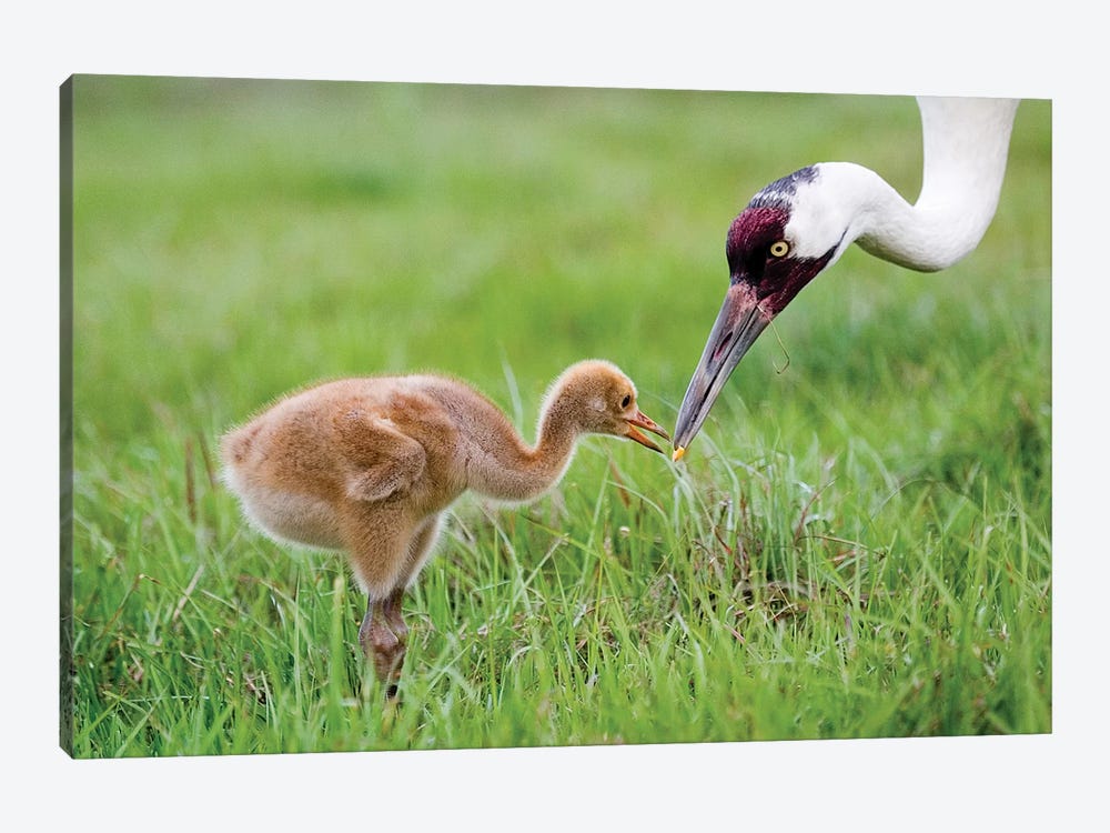 Whooping Crane Parent Feeds Morsel To Chick, USA, Florida, Lake Kissimmee. by Jaynes Gallery 1-piece Art Print