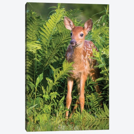 White-Tailed Deer Fawn Standing In Ferns, USA, Minnesota, Sandstone, Minnesota Wildlife Connection. Canvas Print #JYG220} by Jaynes Gallery Art Print