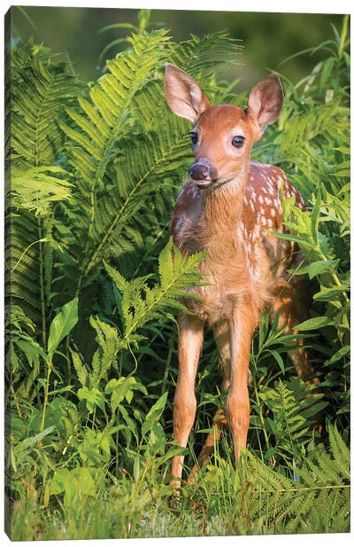 White-Tailed Deer Fawn Standing In Ferns, USA, Minnesota, Sandstone, Minnesota Wildlife Connection. Canvas Art Print - Jaynes Gallery