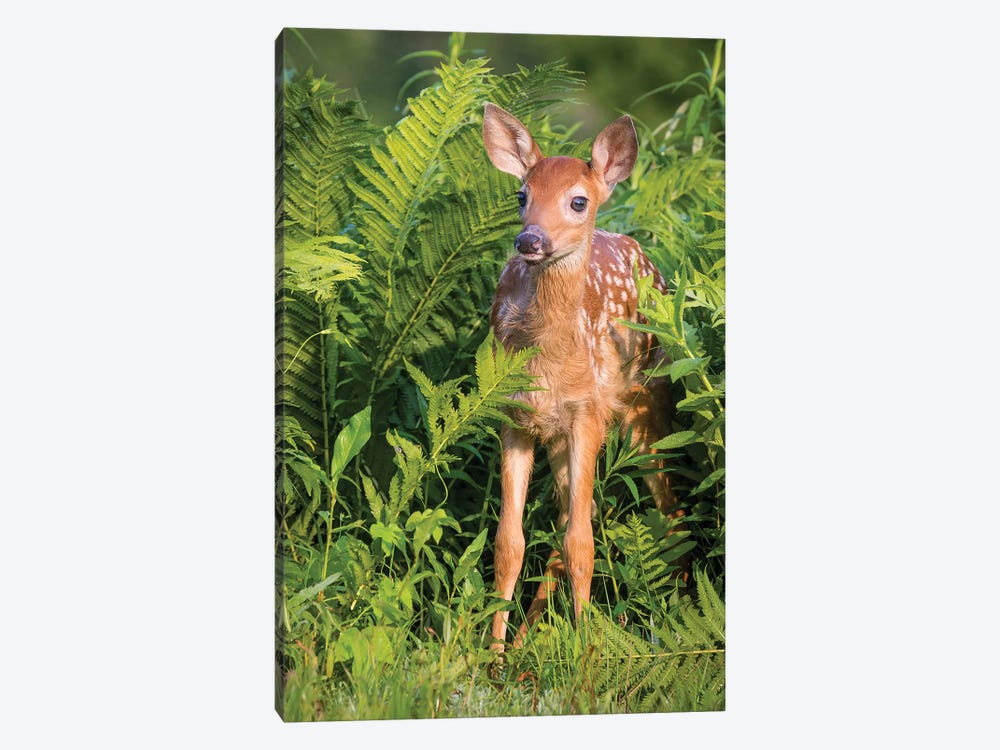 White-Tailed Deer Fawn Standing In Ferns, USA, Minnesota, Sandstone, Minnesota Wildlife Connection. by Jaynes Gallery 1-piece Canvas Art Print