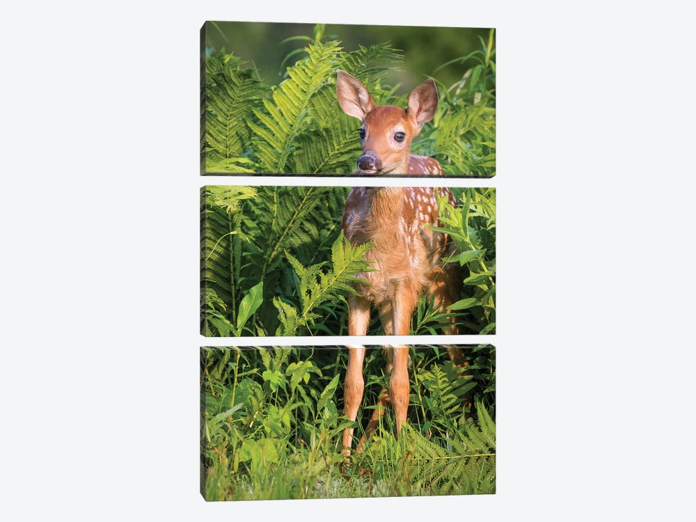 White-Tailed Deer Fawn Standing In Ferns, USA, Minnesota, Sandstone, Minnesota Wildlife Connection. by Jaynes Gallery 3-piece Canvas Art Print