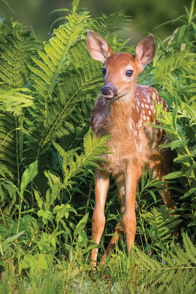 Deer: White-Tailed Deer Fawn Standing In Ferns, USA, Minnesota, Sandstone, Minnesota Wildlife Connection. by Jaynes Gallery