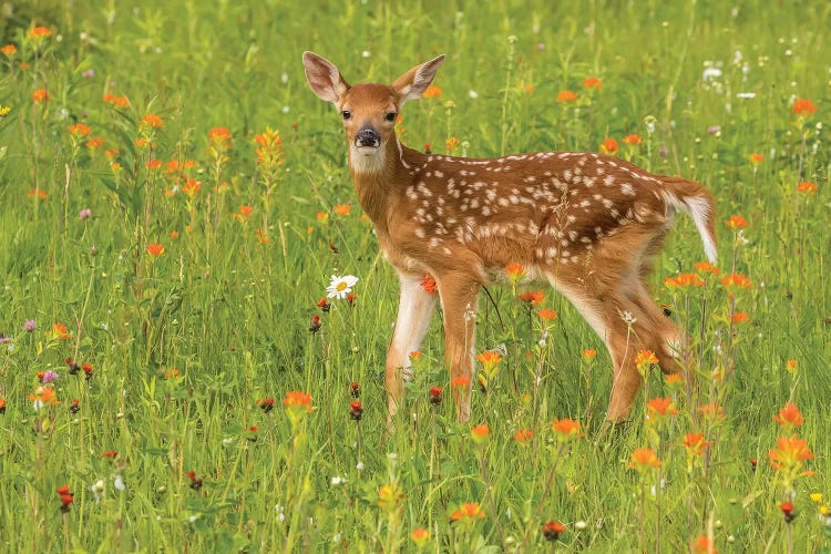 Pine County. Captive Fawn.