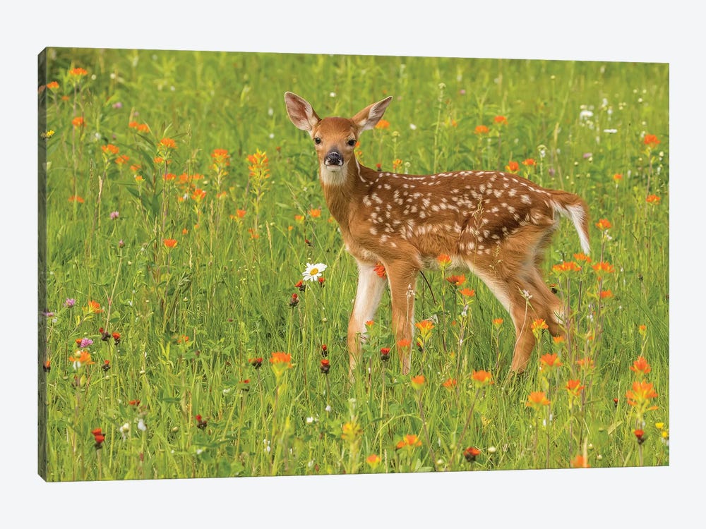 Pine County. Captive Fawn. by Jaynes Gallery 1-piece Canvas Wall Art