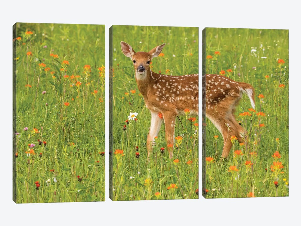 Pine County. Captive Fawn. by Jaynes Gallery 3-piece Canvas Wall Art