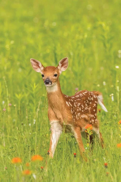 Pine County. Captive Fawn.