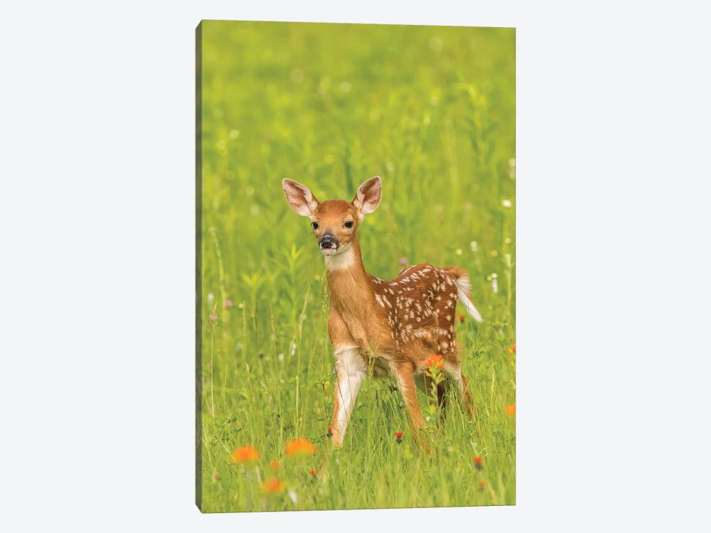 Pine County. Captive Fawn. by Jaynes Gallery 1-piece Canvas Art Print
