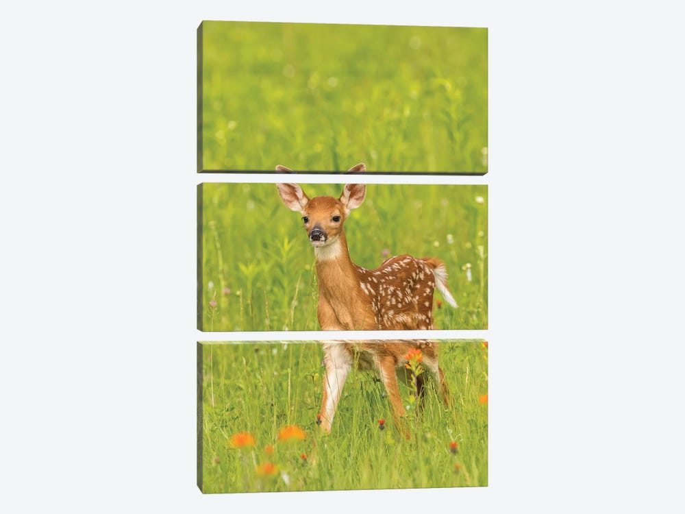Pine County. Captive Fawn. by Jaynes Gallery 3-piece Canvas Art Print