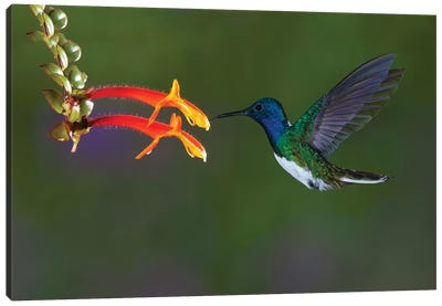 Costa Rica. White-necked Jacobin hummingbird. Canvas Art Print - Hummingbird Art