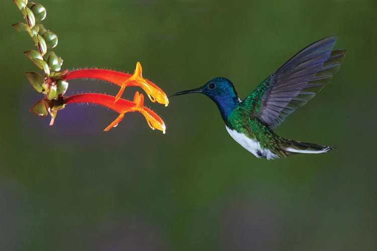 Costa Rica. White-necked Jacobin hummingbird.