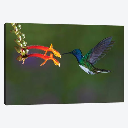 Costa Rica. White-necked Jacobin hummingbird. Canvas Print #JYG22} by Jaynes Gallery Canvas Wall Art