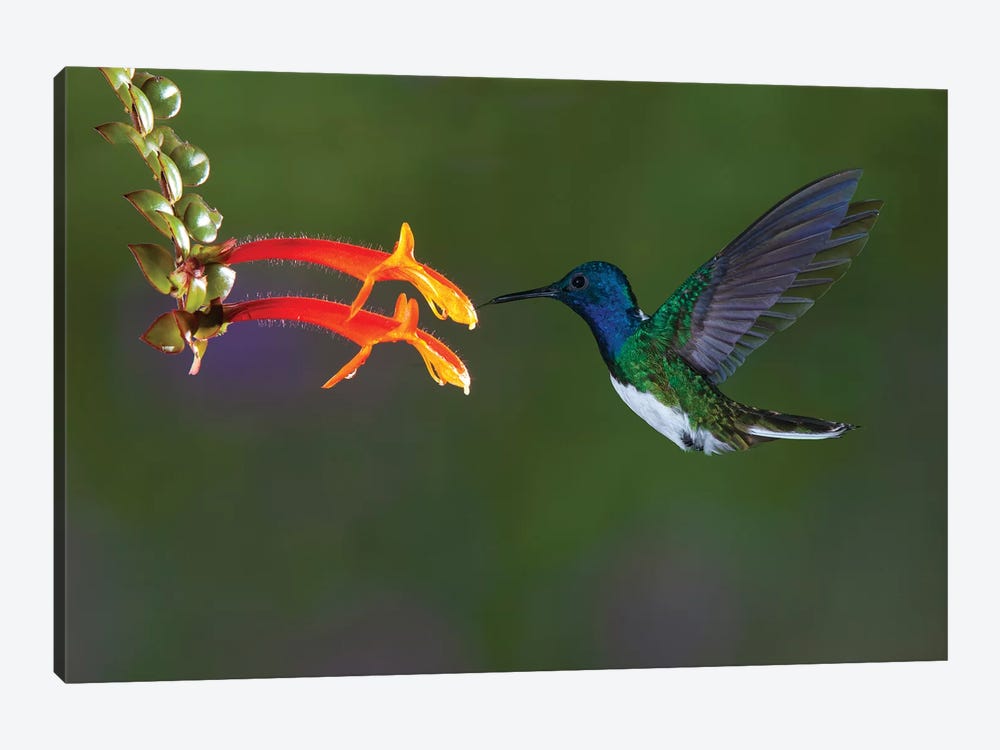 Costa Rica. White-necked Jacobin hummingbird. by Jaynes Gallery 1-piece Canvas Art Print