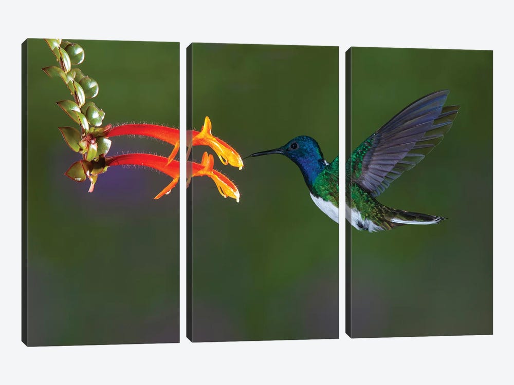 Costa Rica. White-necked Jacobin hummingbird. by Jaynes Gallery 3-piece Art Print