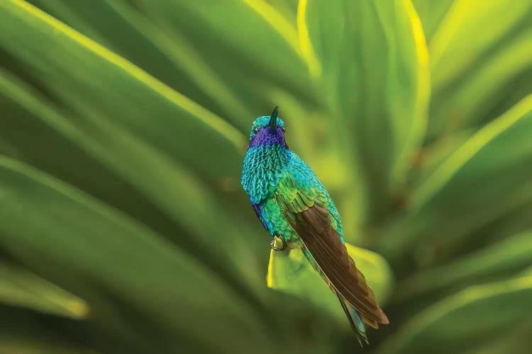 Ecuador, Nono. Sparkling violet-ear on leaf.