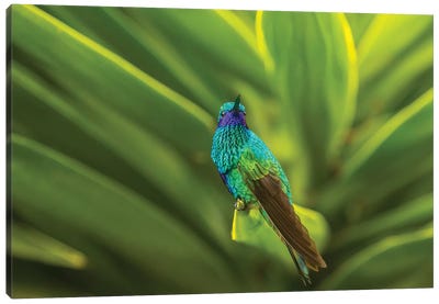Ecuador, Nono. Sparkling violet-ear on leaf. Canvas Art Print - Ecuador