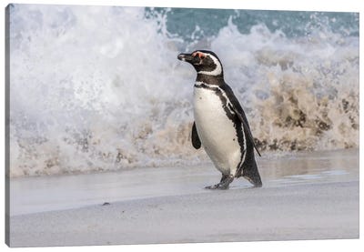Falkland Islands, Bleaker Island. Magellanic penguin and crashing surf. Canvas Art Print - Penguin Art