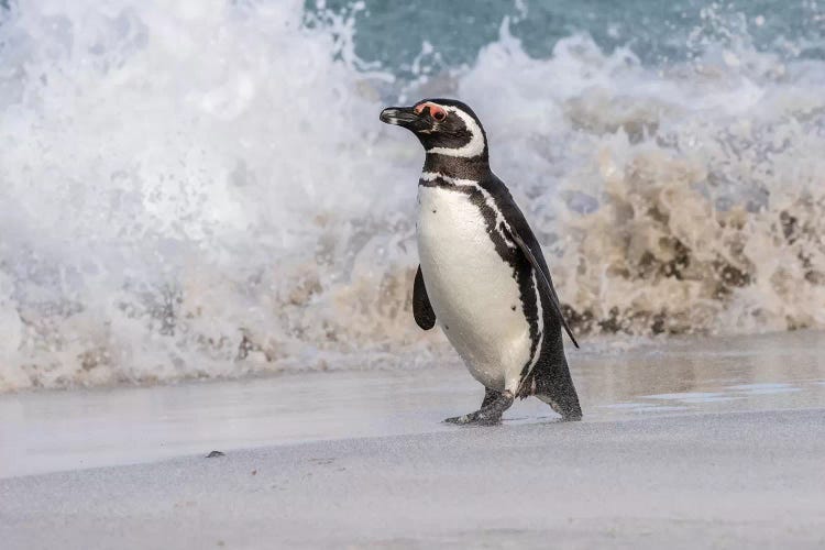 Falkland Islands, Bleaker Island. Magellanic penguin and crashing surf.