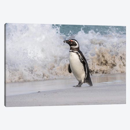 Falkland Islands, Bleaker Island. Magellanic penguin and crashing surf. Canvas Print #JYG26} by Jaynes Gallery Canvas Art Print