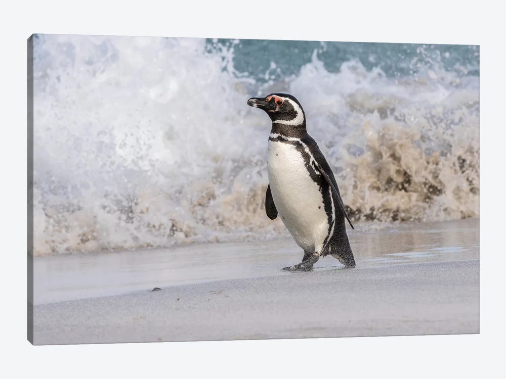 Falkland Islands, Bleaker Island. Magellanic penguin and crashing surf. by Jaynes Gallery 1-piece Canvas Print