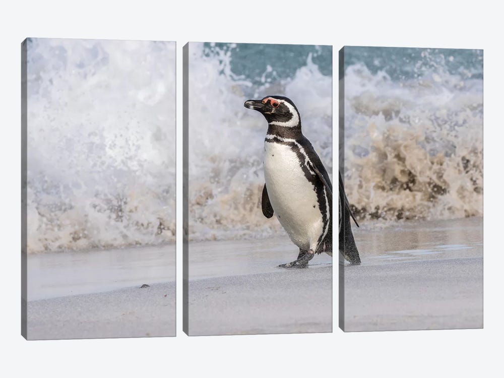 Falkland Islands, Bleaker Island. Magellanic penguin and crashing surf. by Jaynes Gallery 3-piece Canvas Print