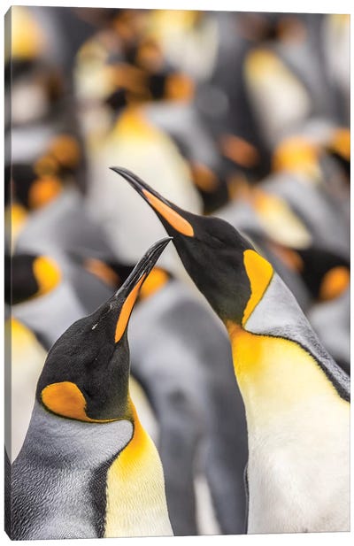 Falkland Islands, East Falkland. King penguins in colony I Canvas Art Print - Penguin Art