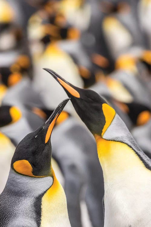 Falkland Islands, East Falkland. King penguins in colony I