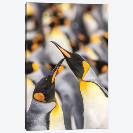 Falkland Islands, East Falkland. King penguins in colony I Canvas Print #JYG27} by Jaynes Gallery Art Print