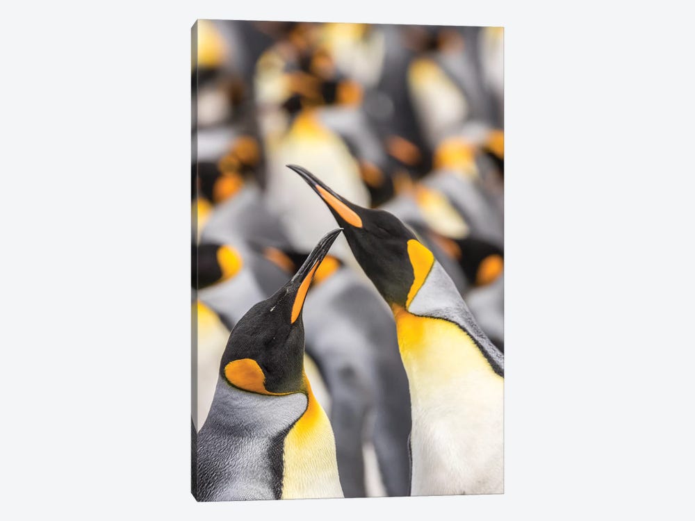 Falkland Islands, East Falkland. King penguins in colony I by Jaynes Gallery 1-piece Canvas Art
