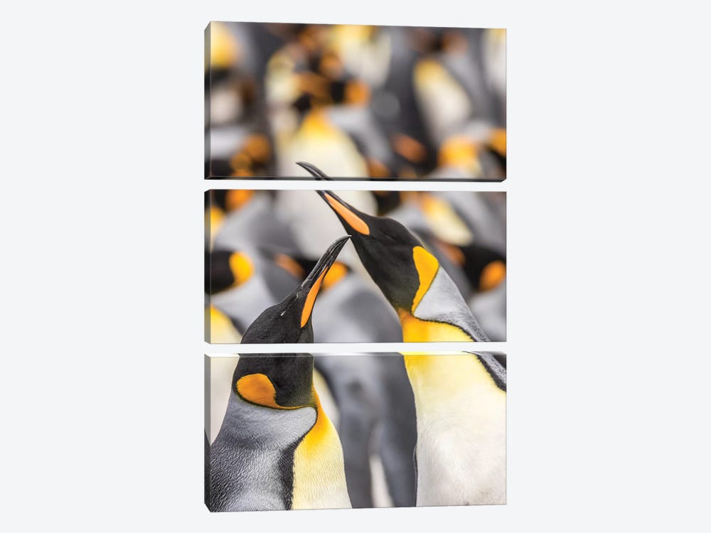 Falkland Islands, East Falkland. King penguins in colony I by Jaynes Gallery 3-piece Canvas Artwork